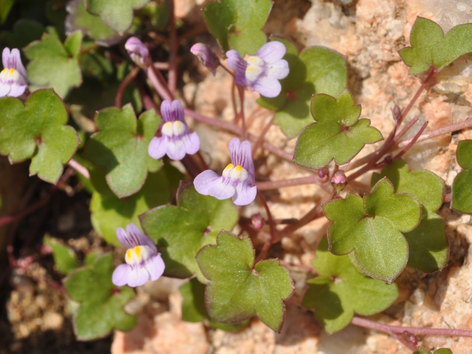 Cymbalaria muralis muralis