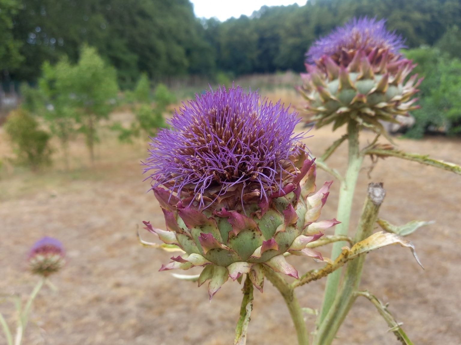 Cynara scolymus