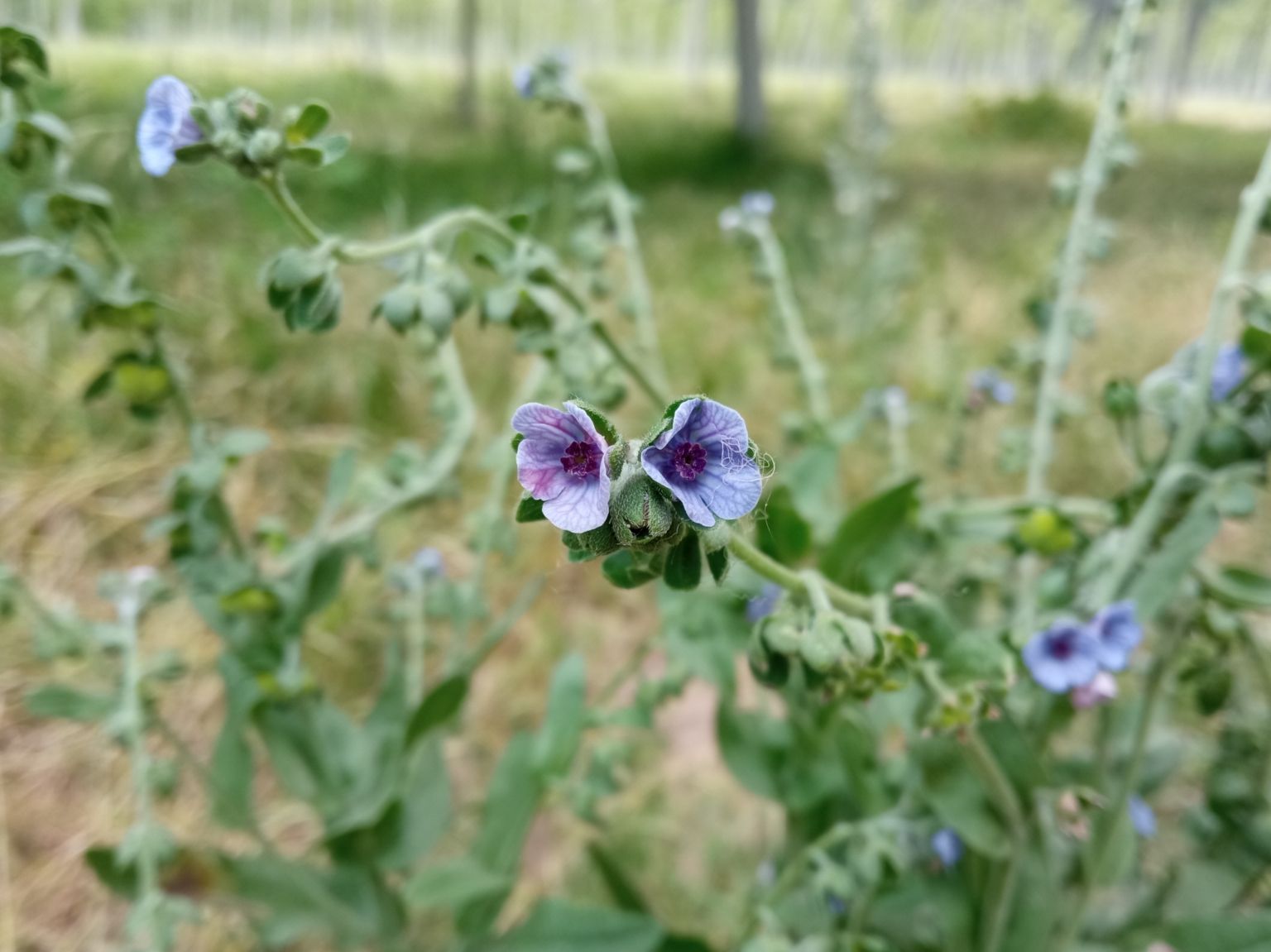 Cynoglossum creticum