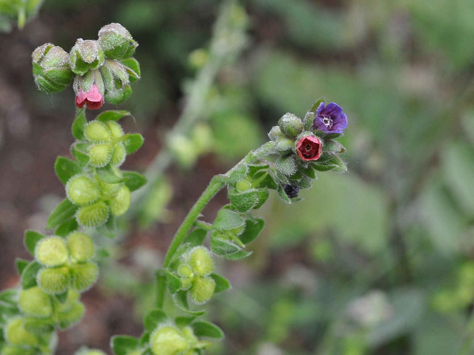 Cynoglossum officinale