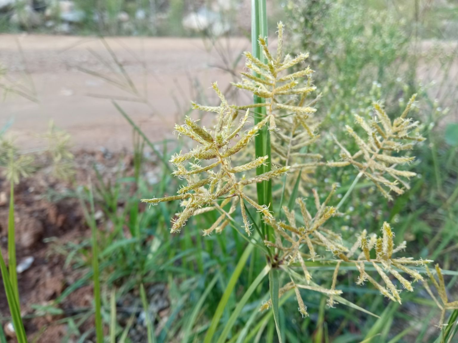 Cyperus esculentus