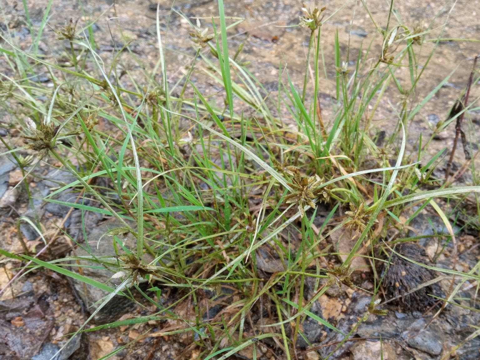 Cyperus flavescens