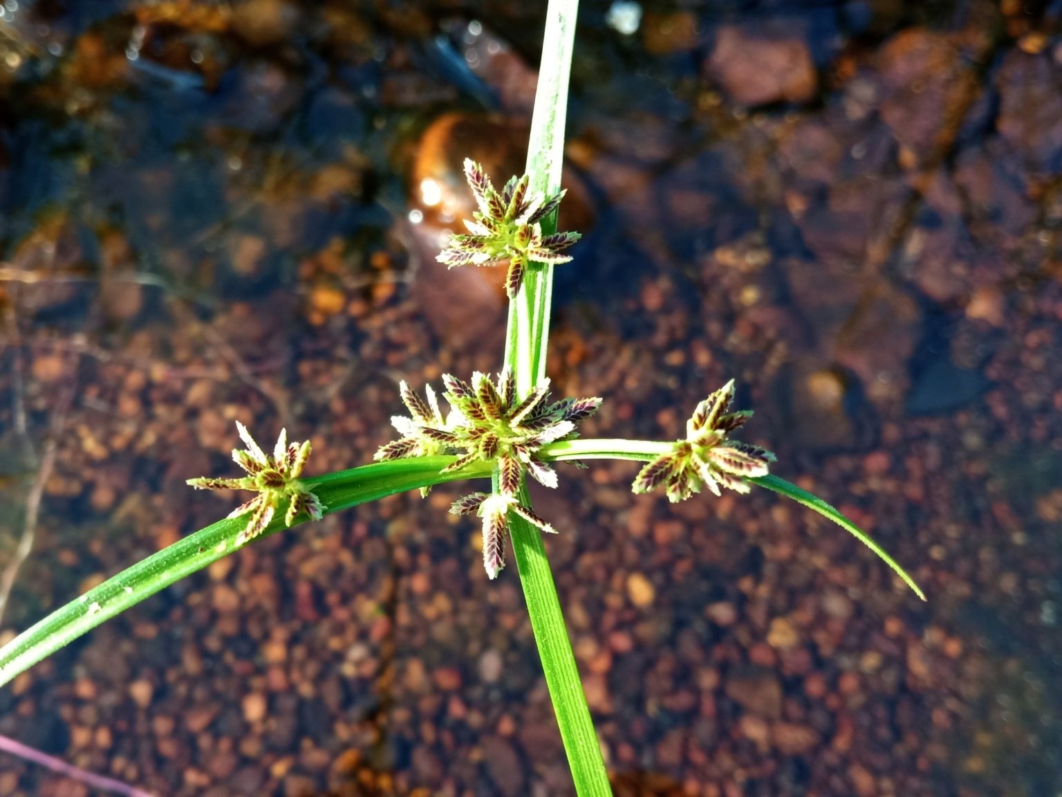 Cyperus fuscus