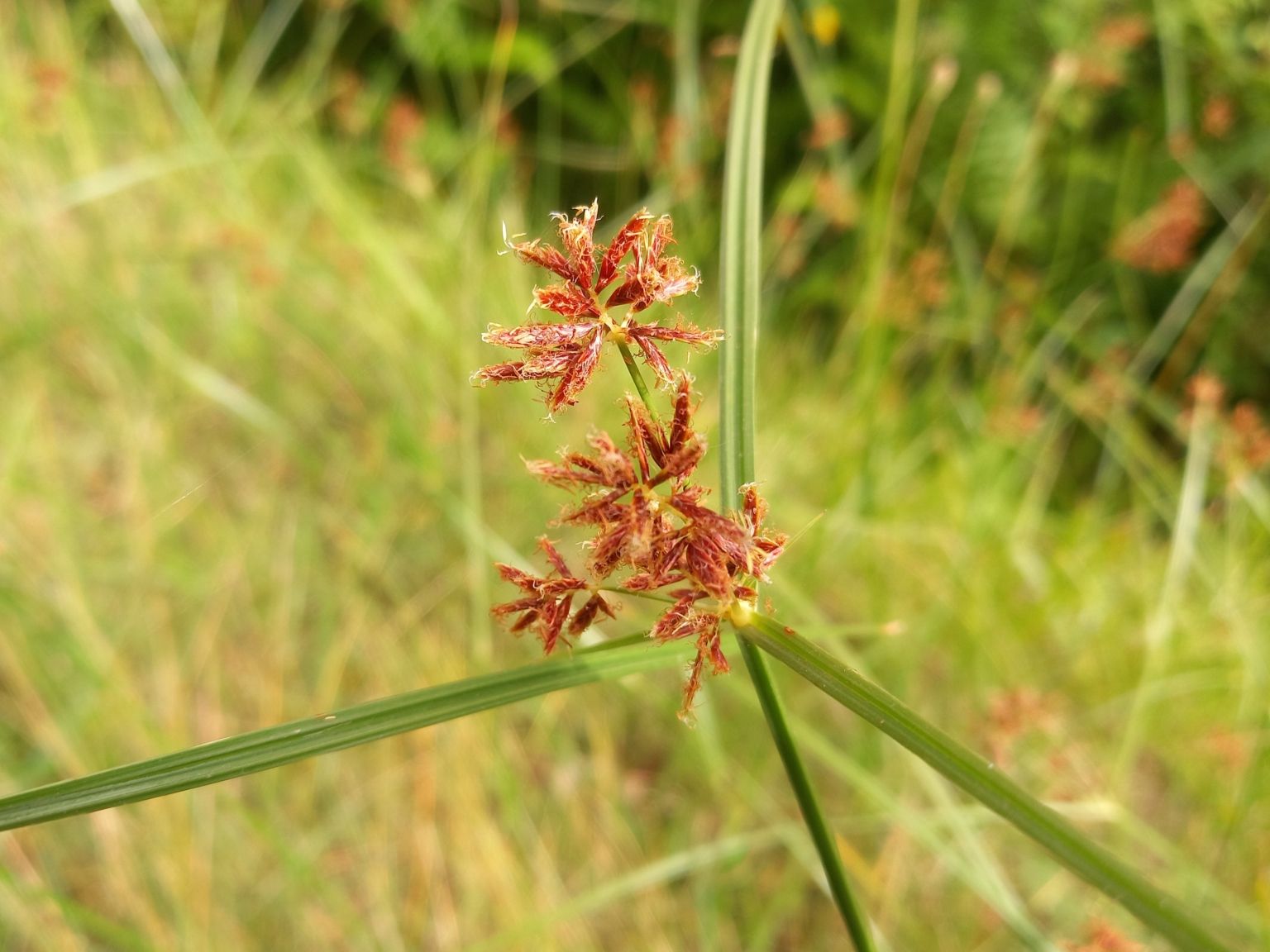 Cyperus longus