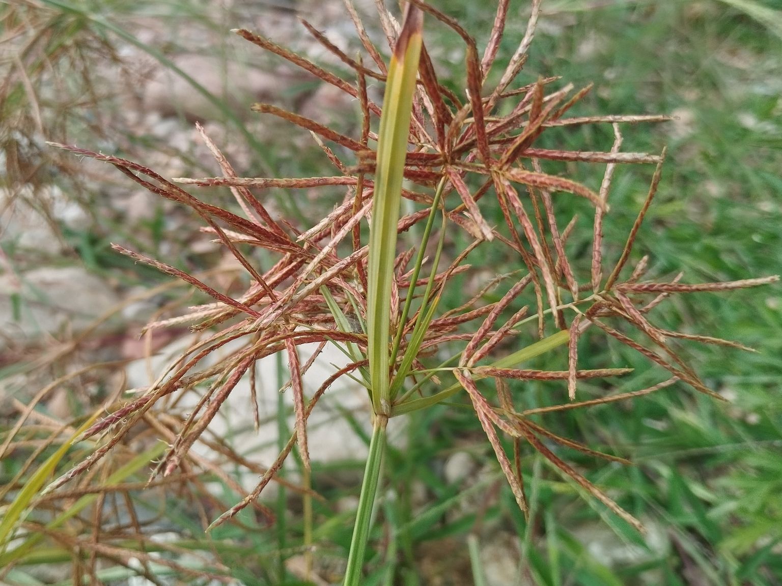 Cyperus rotundus