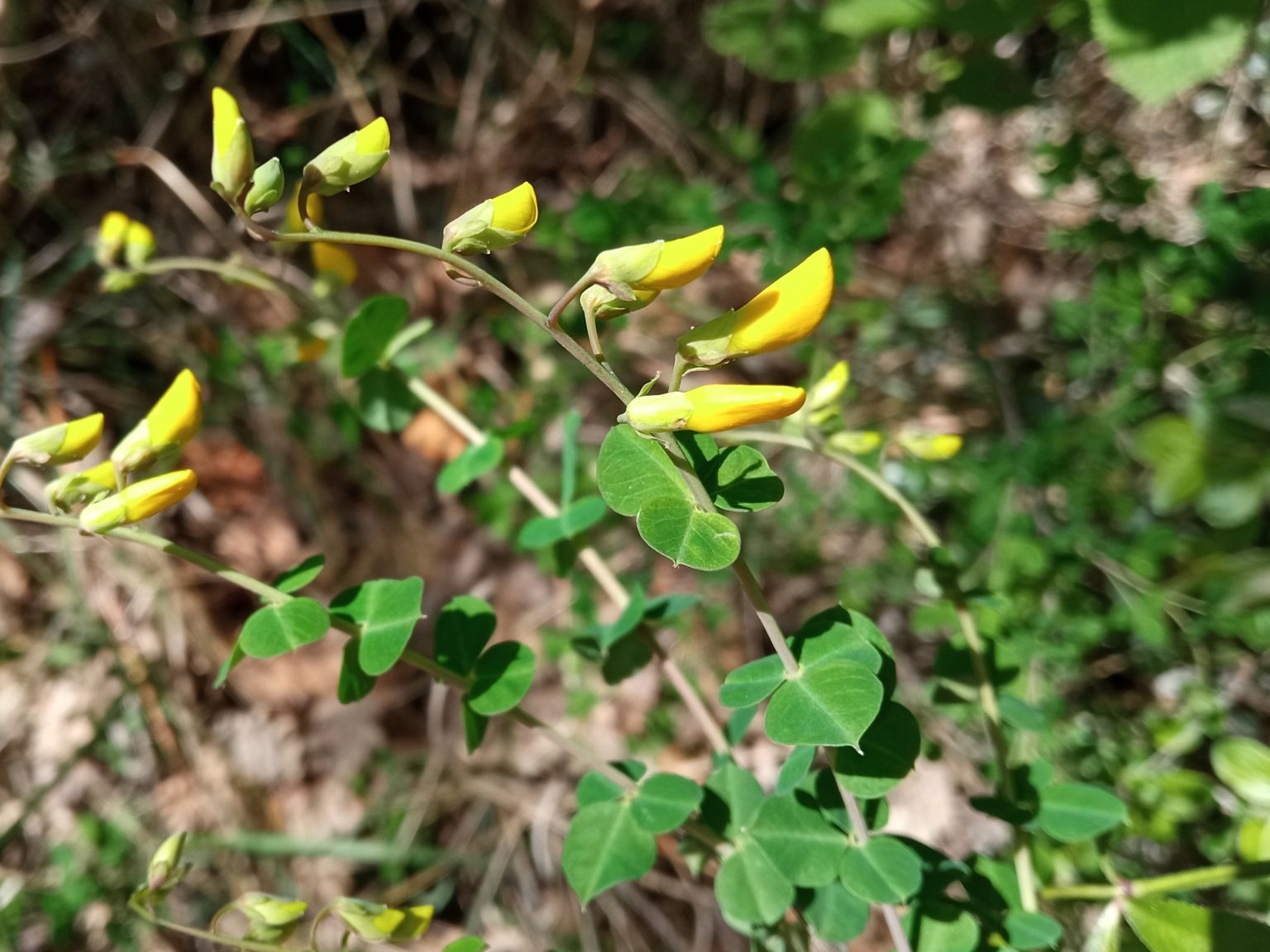 Cytisophyllum sessilifolium