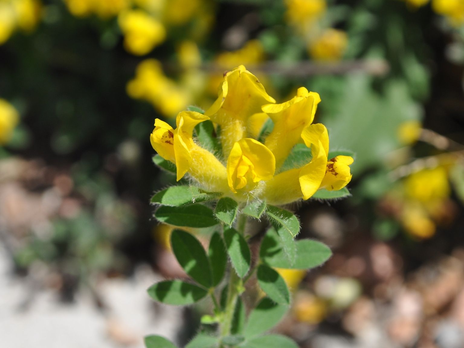 Cytisus lotoides