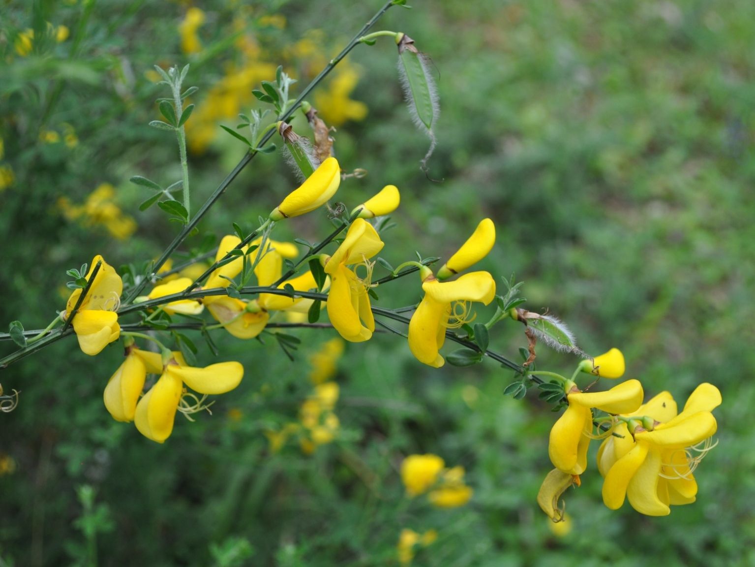 Cytisus scoparius scoparius