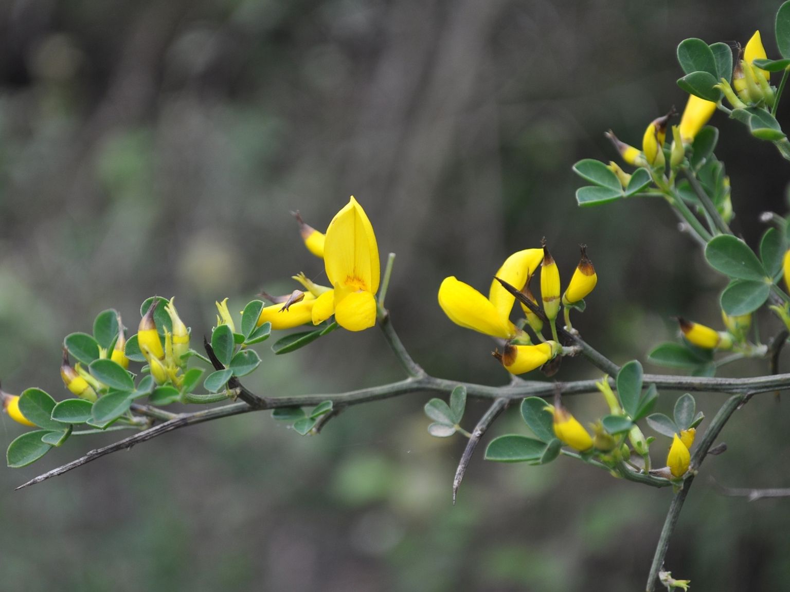 Cytisus spinosus