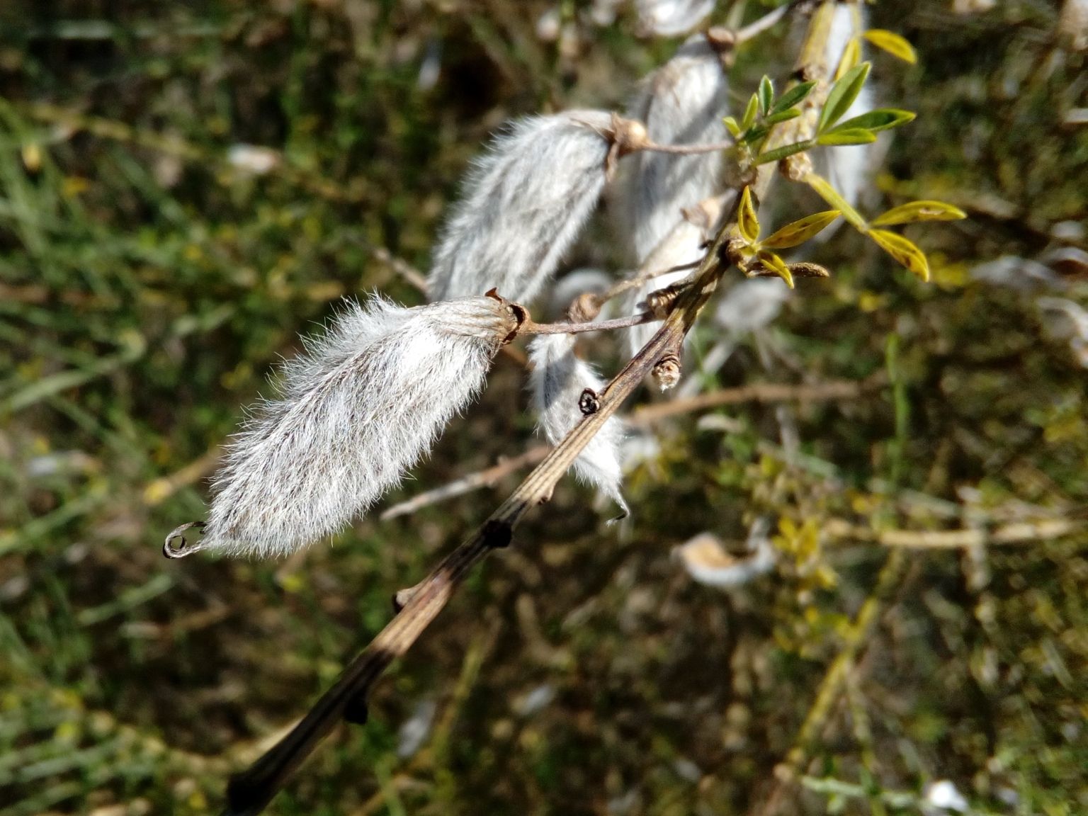 Cytisus striatus
