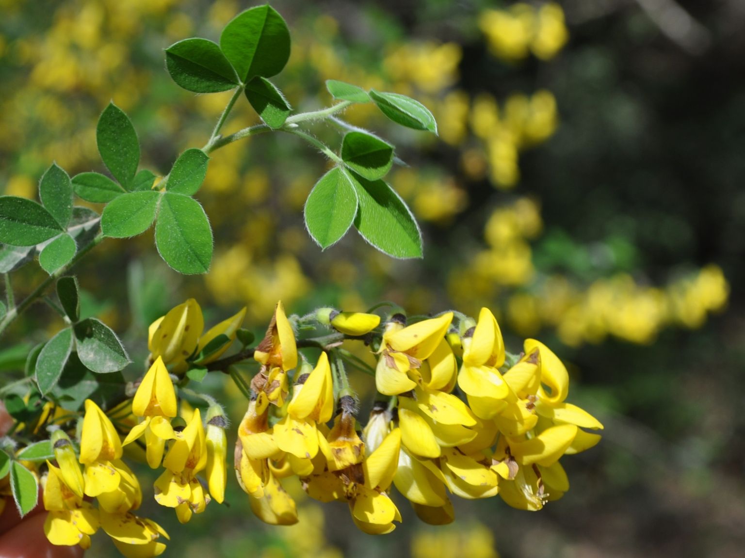 Cytisus villosus