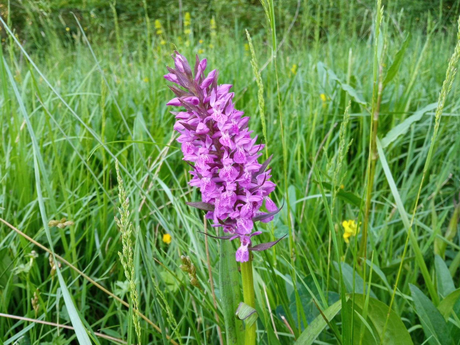 Dactylorhiza majalis majalis