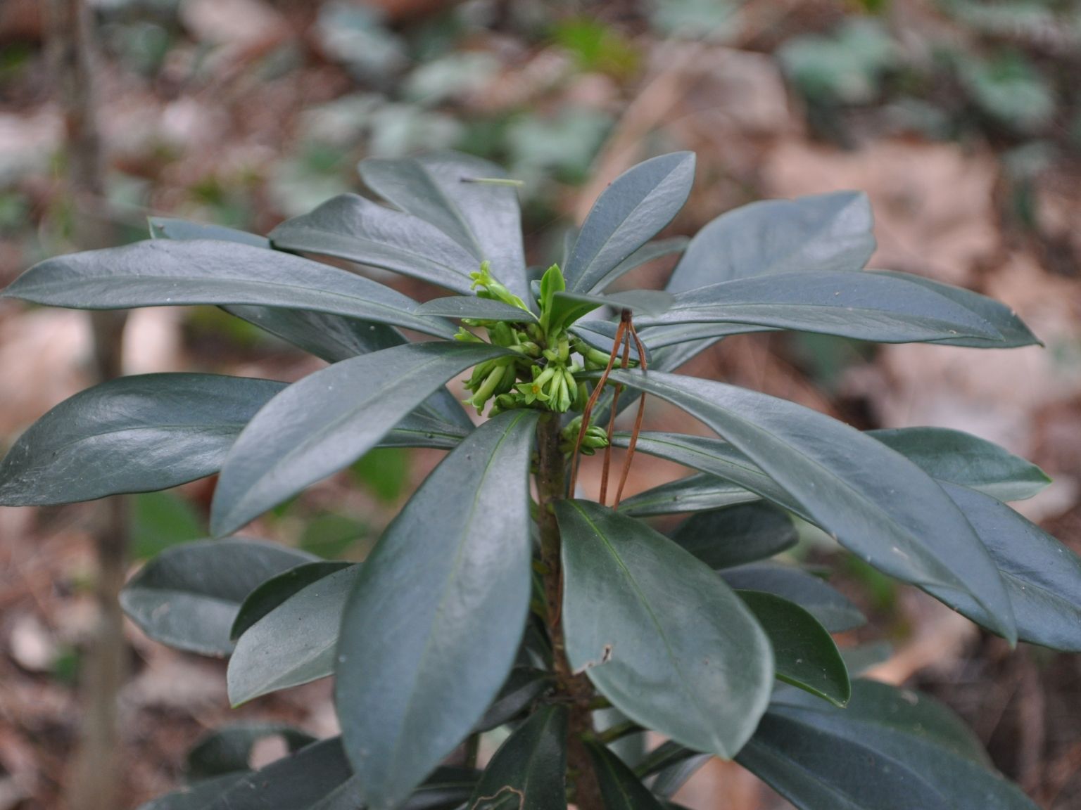 Daphne laureola laureola
