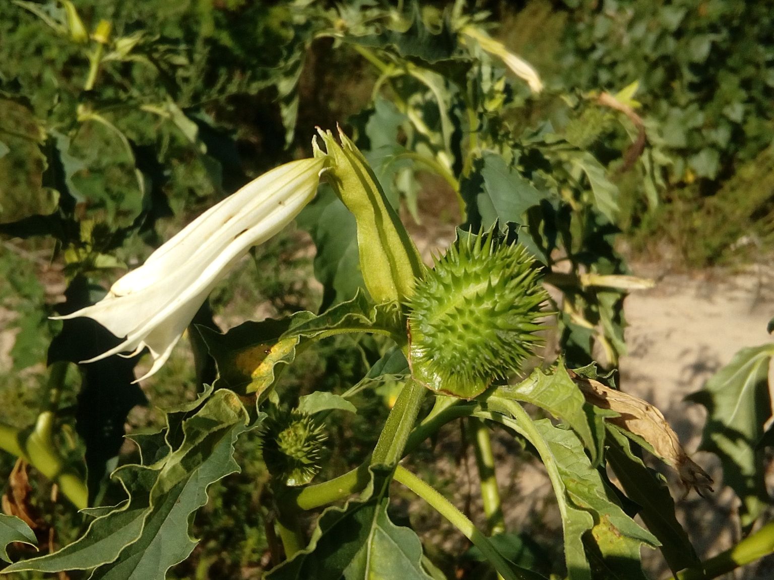 Datura stramonium