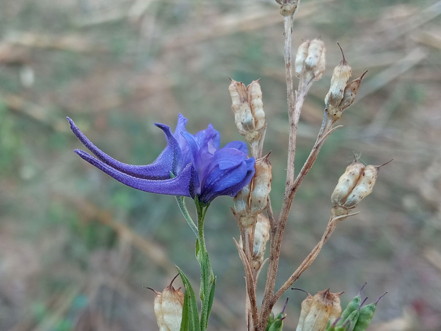 Delphinium verdunense