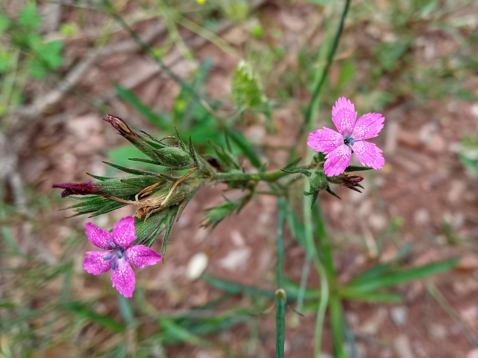 Dianthus armeria armeria