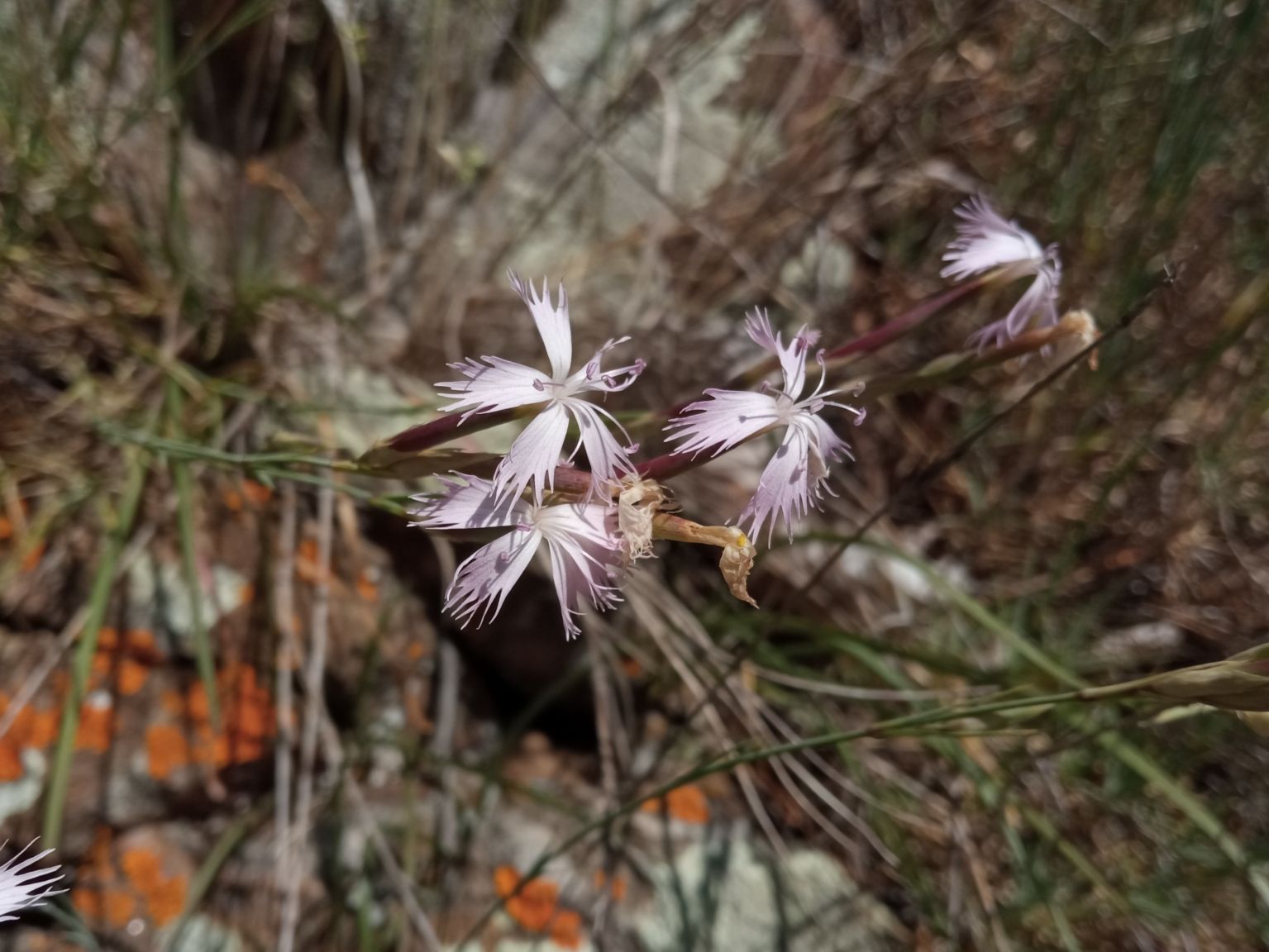 Dianthus pyrenaicus attenuatus