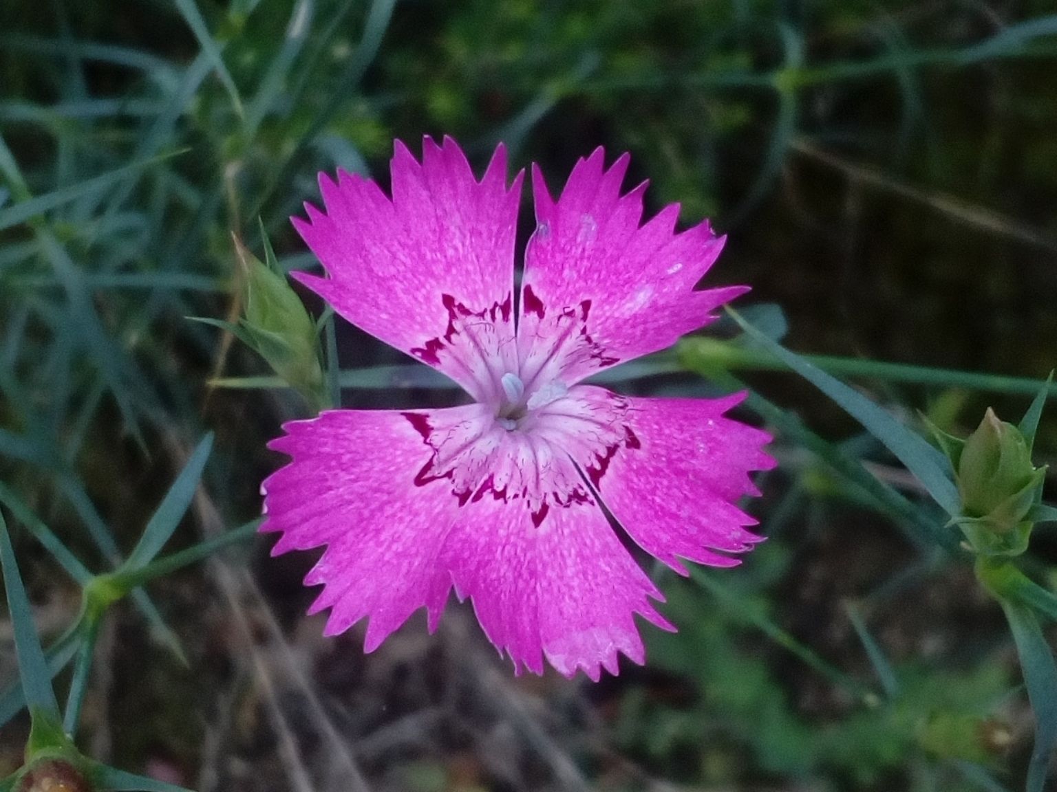 Dianthus seguieri requienii