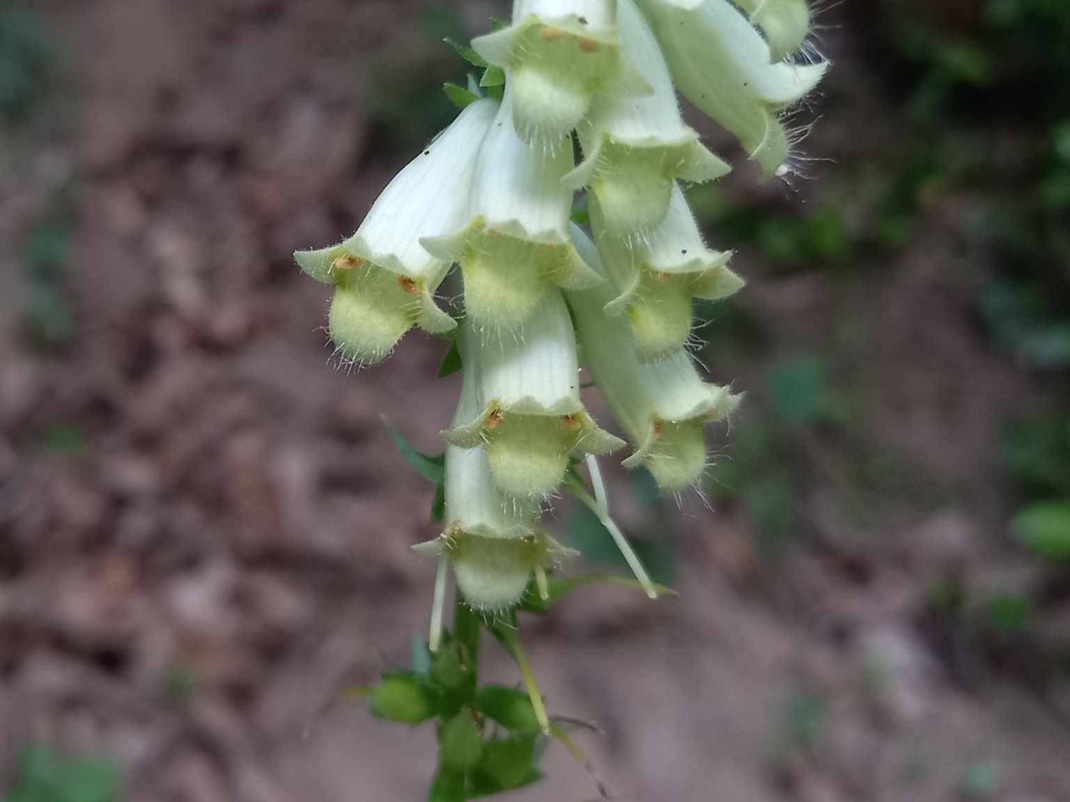 Digitalis lutea lutea
