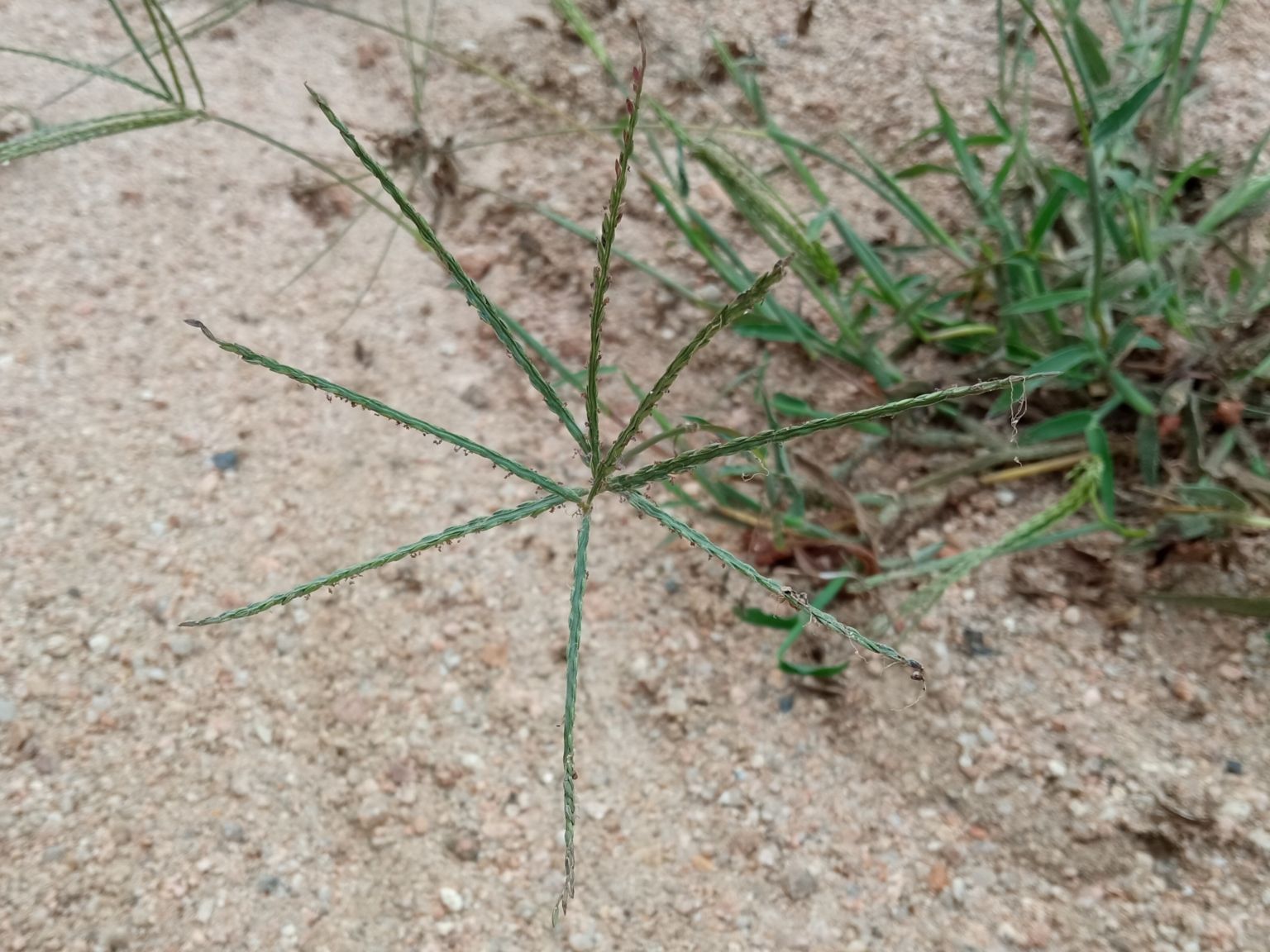 Digitaria sanguinalis