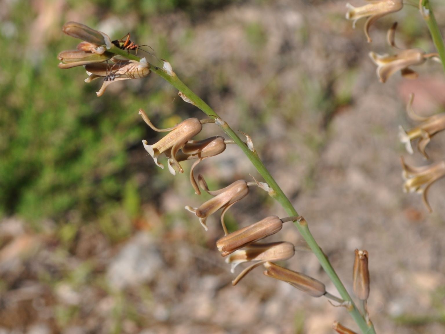 Dipcadi serotinum serotinum
