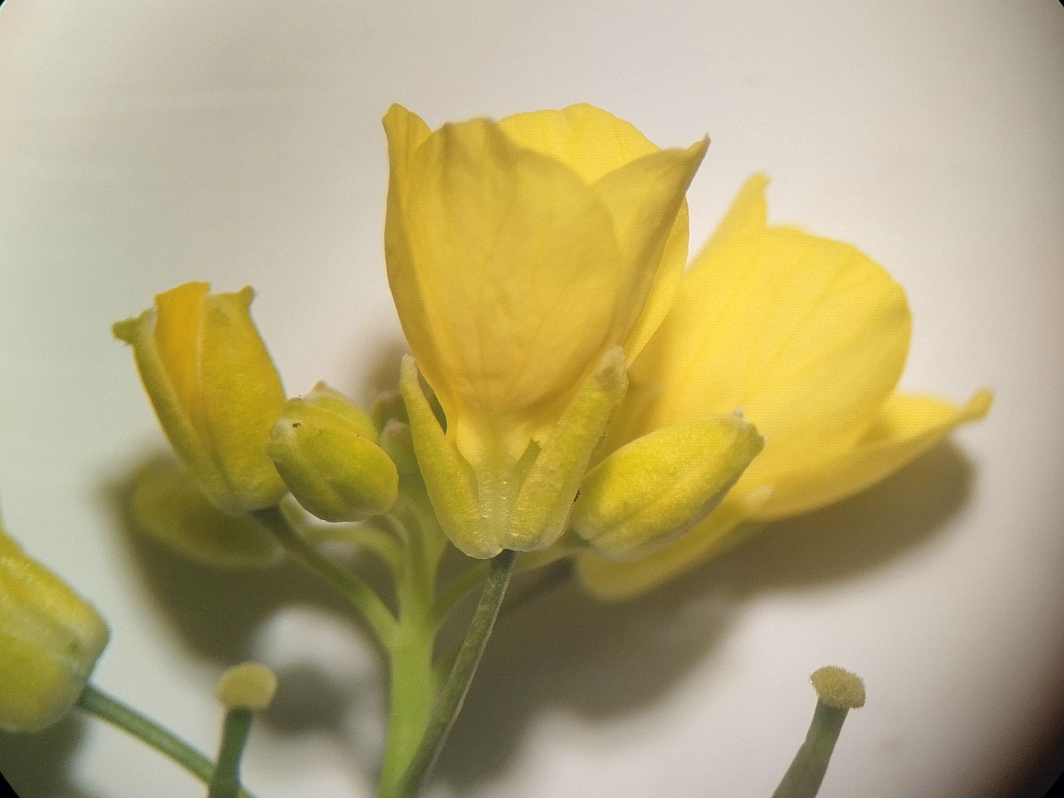 Diplotaxis catholica