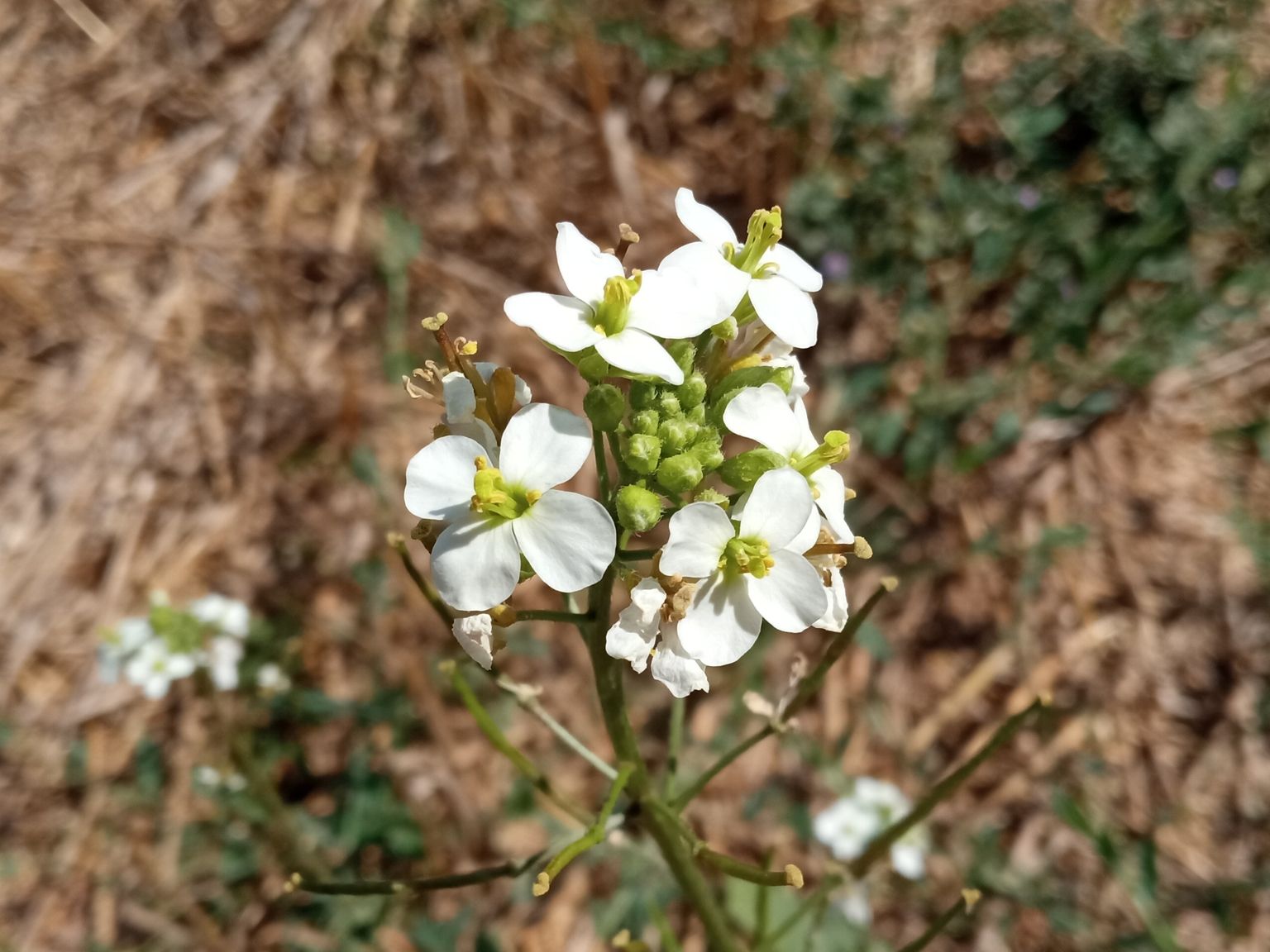 Diplotaxis erucoides erucoides
