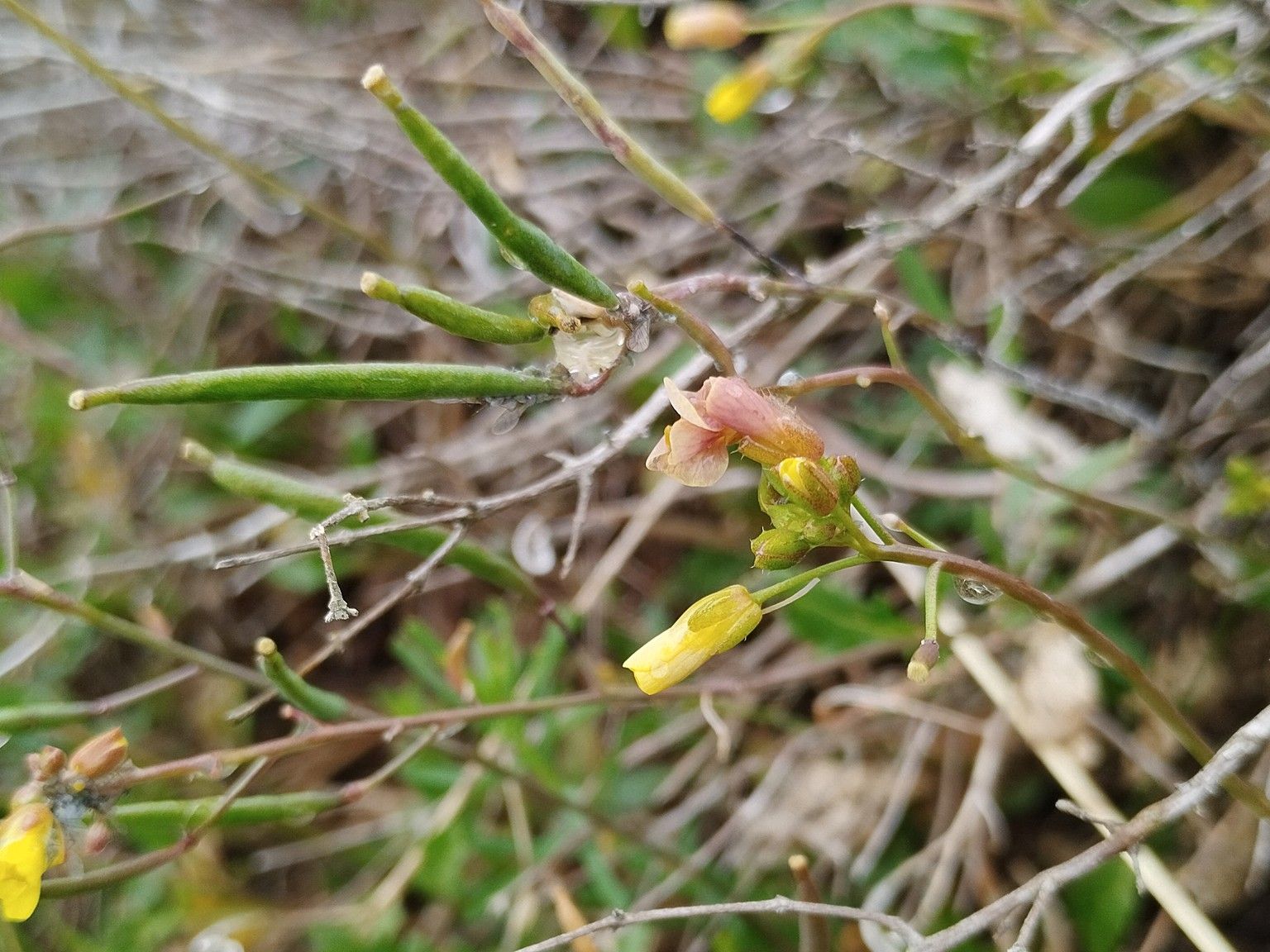 Diplotaxis muralis muralis
