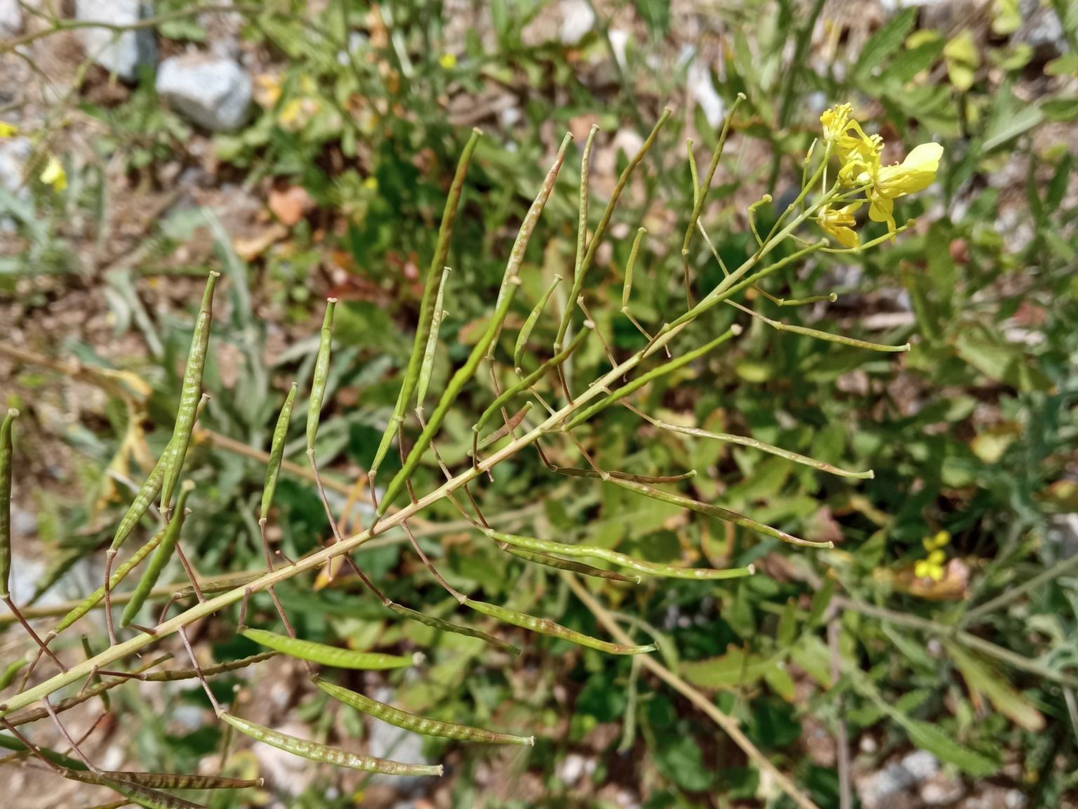 Diplotaxis virgata virgata