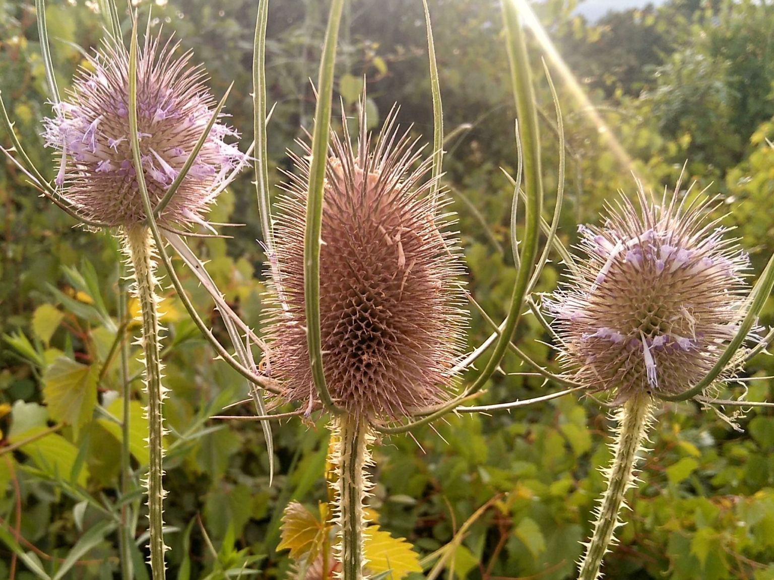 Dipsacus fullonum
