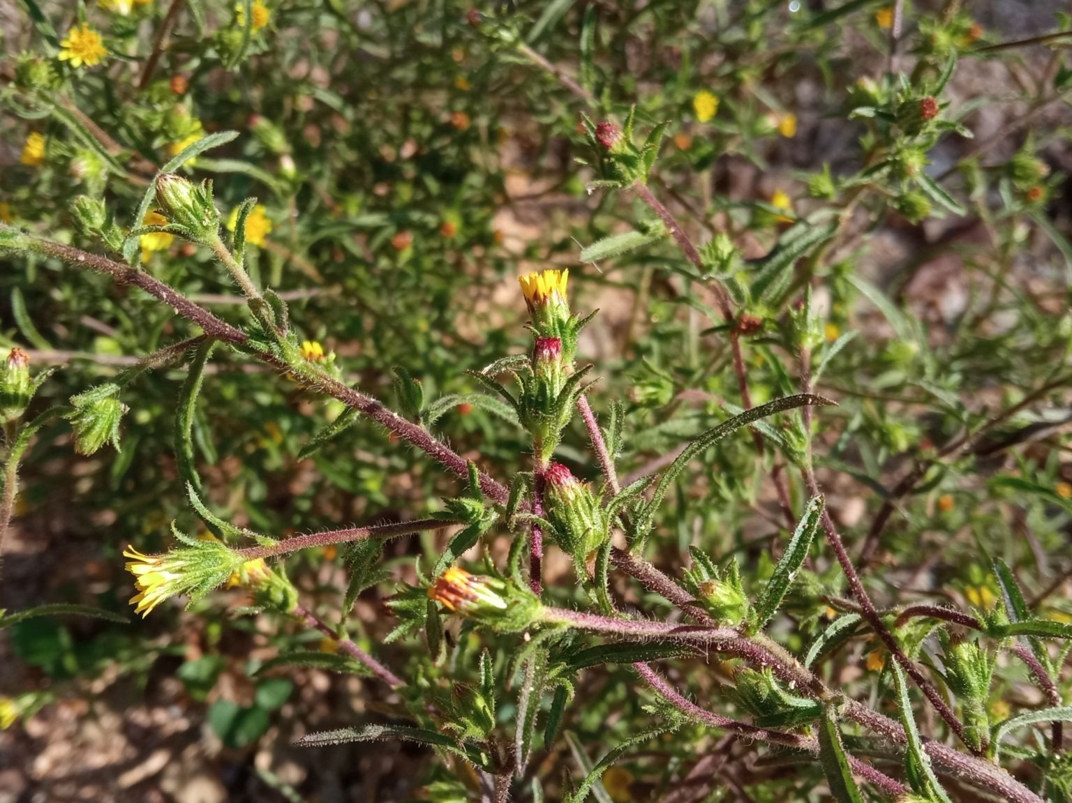 Dittrichia graveolens