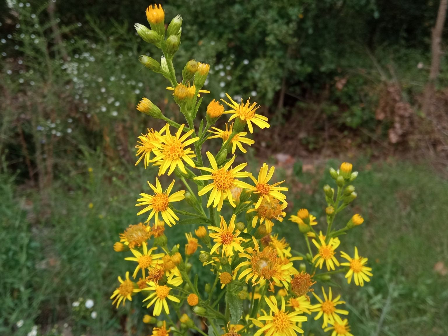 Dittrichia viscosa viscosa