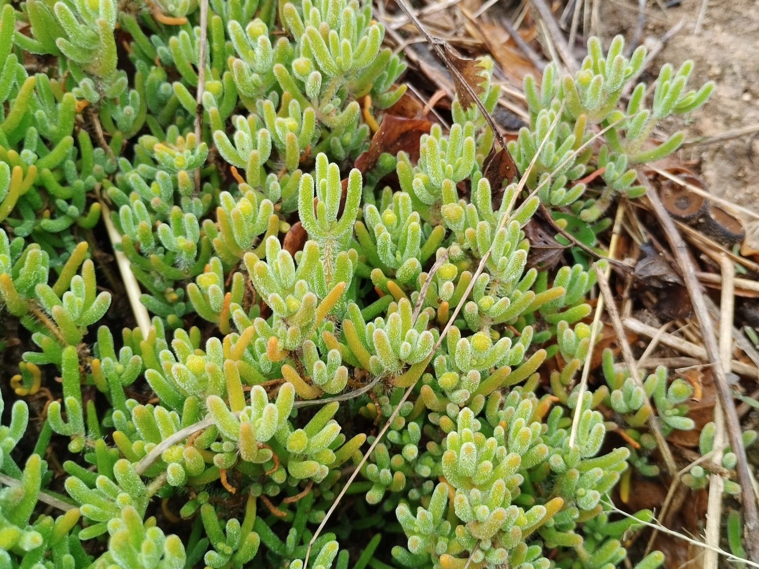 Drosanthemum floribundum
