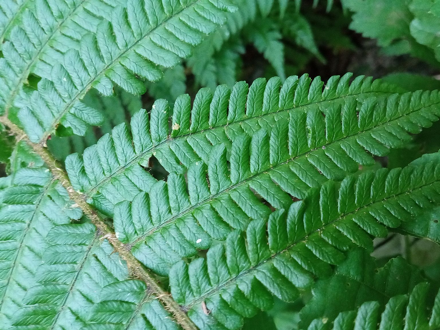 Dryopteris affinis