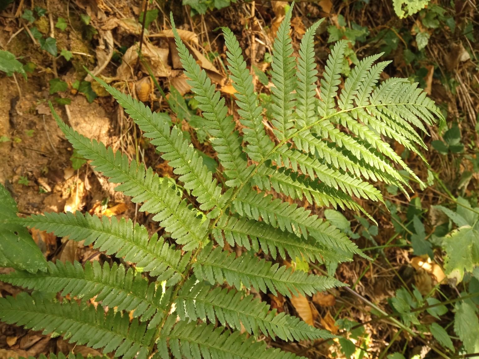 Dryopteris filix-mas