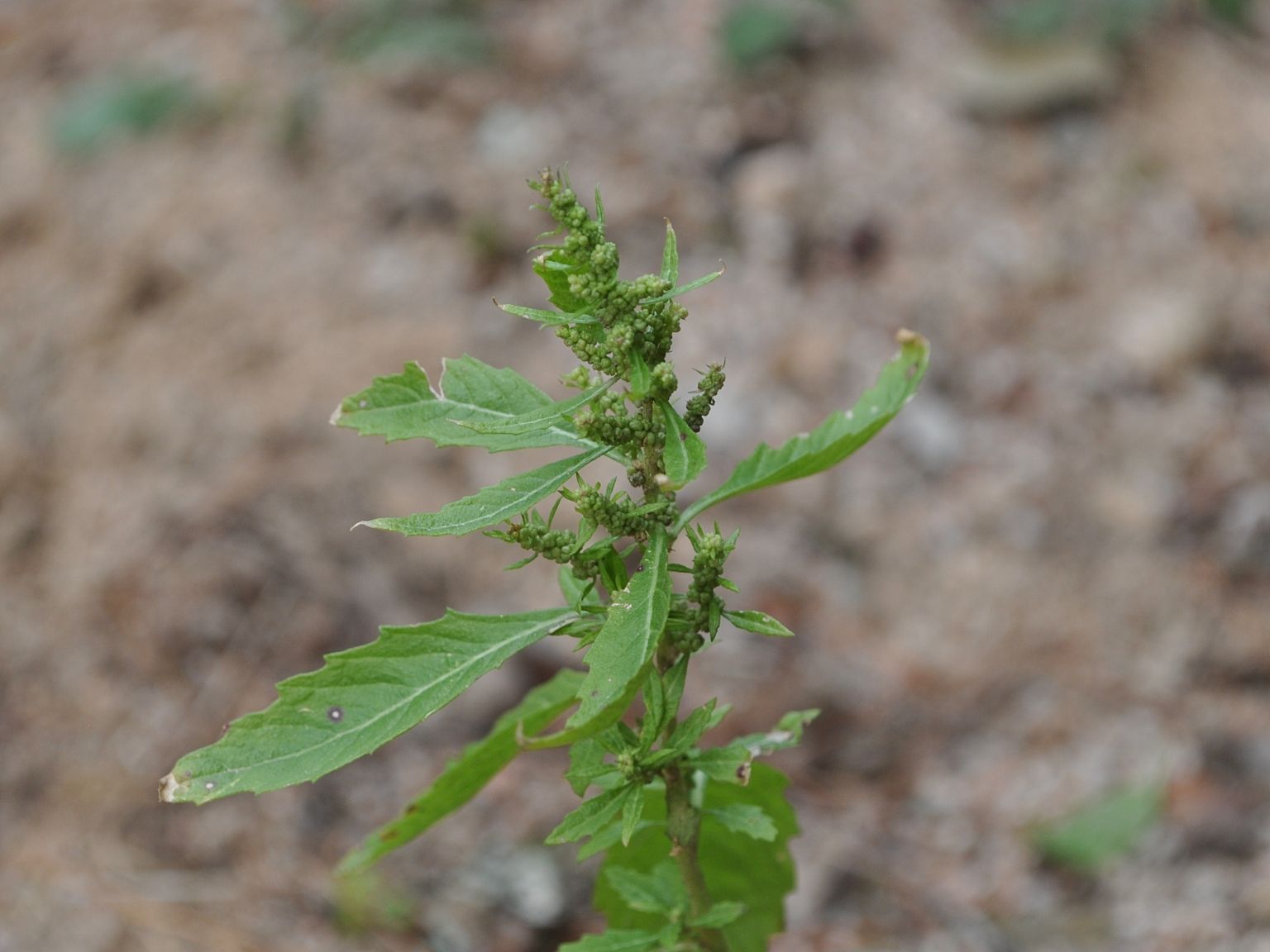 Dysphania ambrosioides