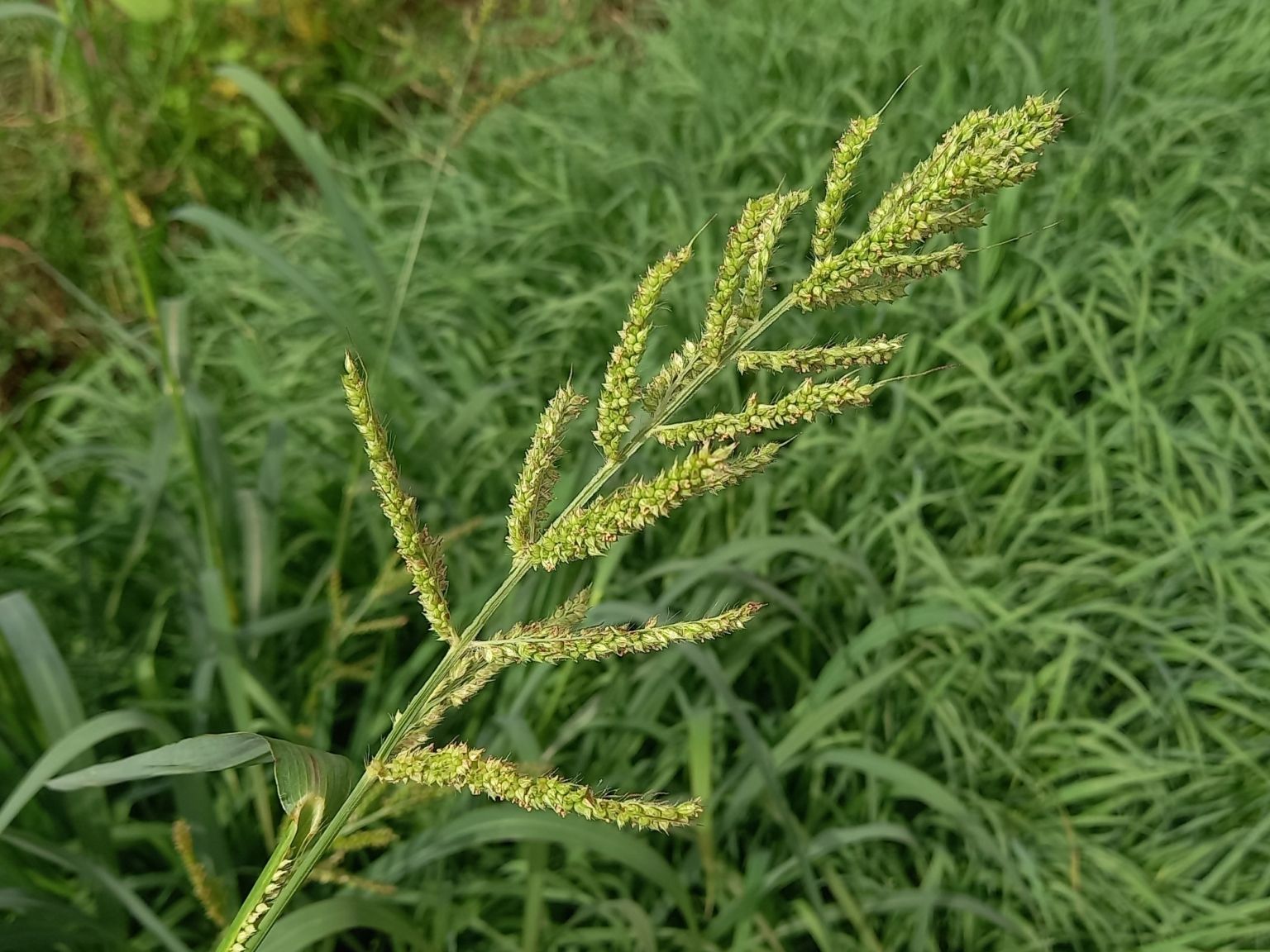 Echinochloa crus-galli