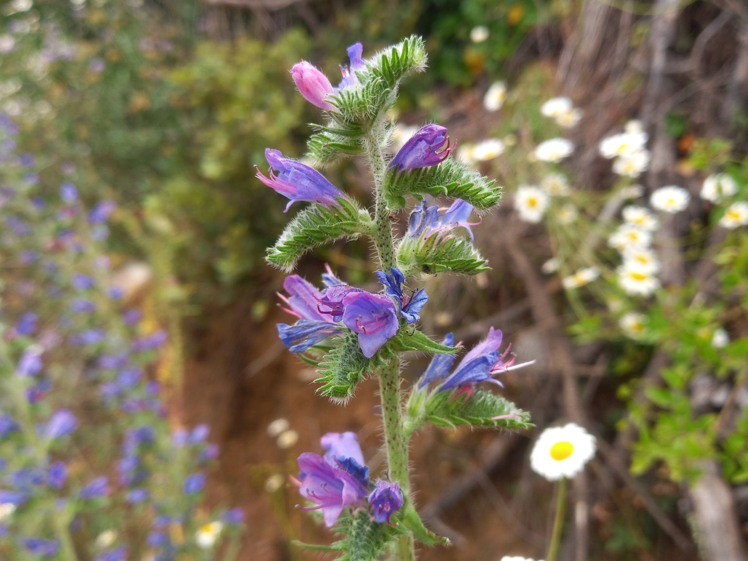 Echium vulgare