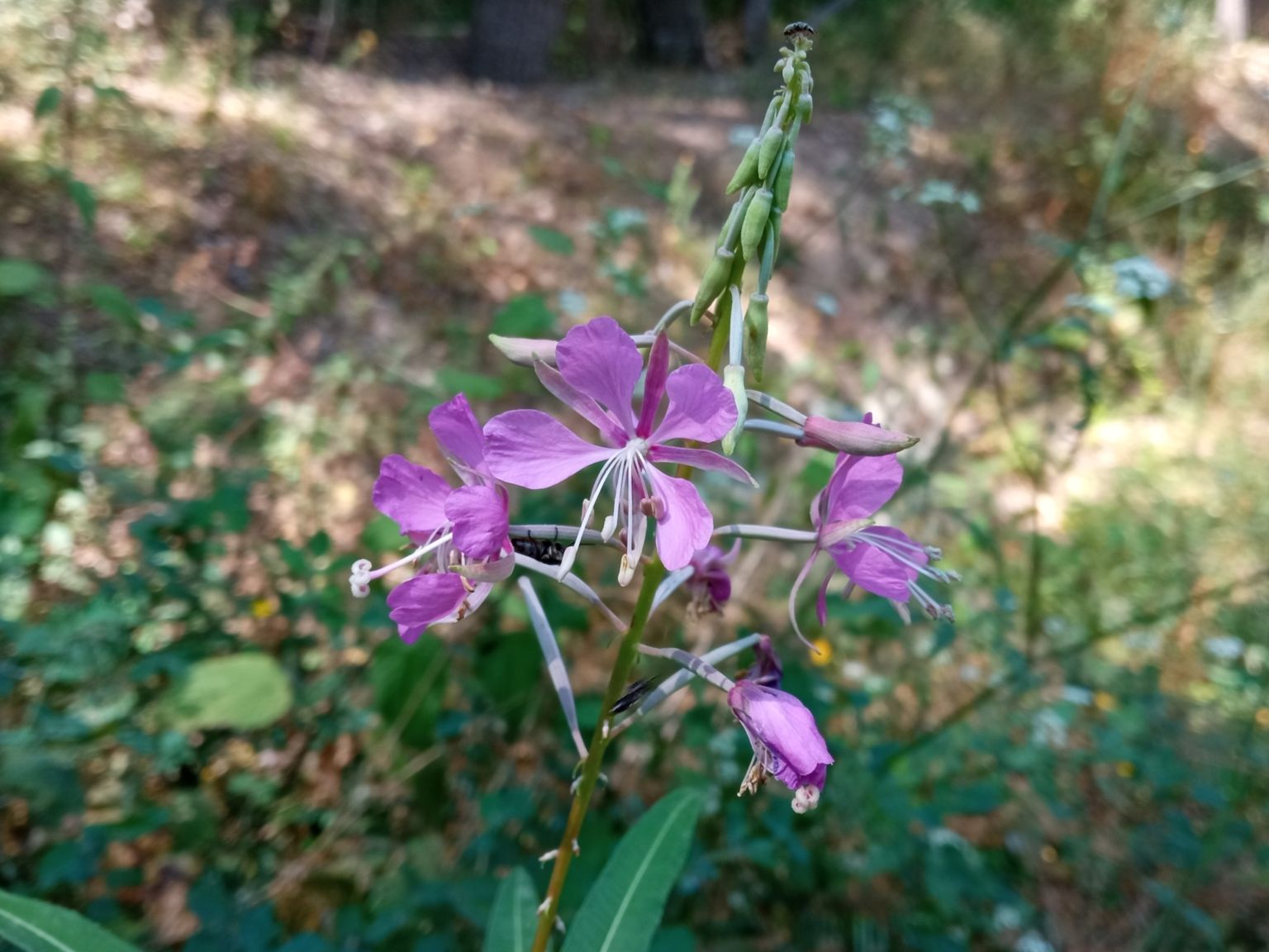 Epilobium angustifolium angustifolium