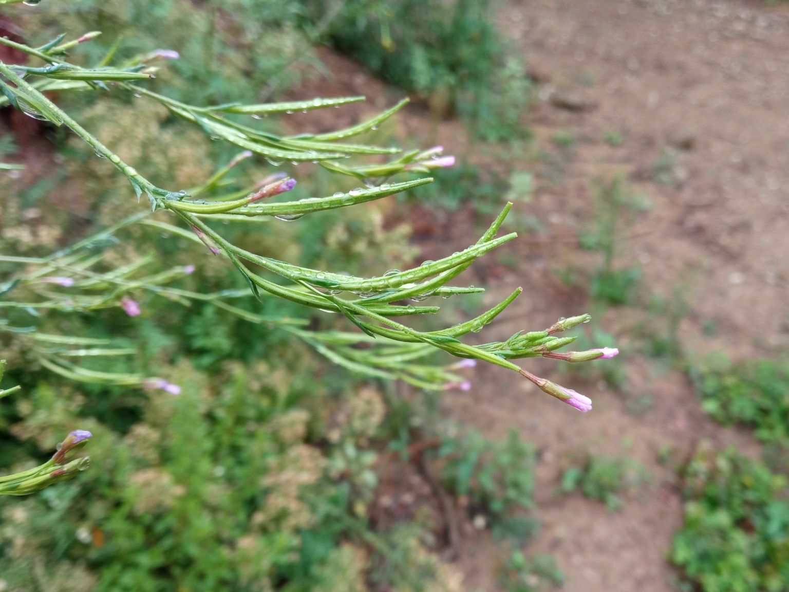 Epilobium brachycarpum