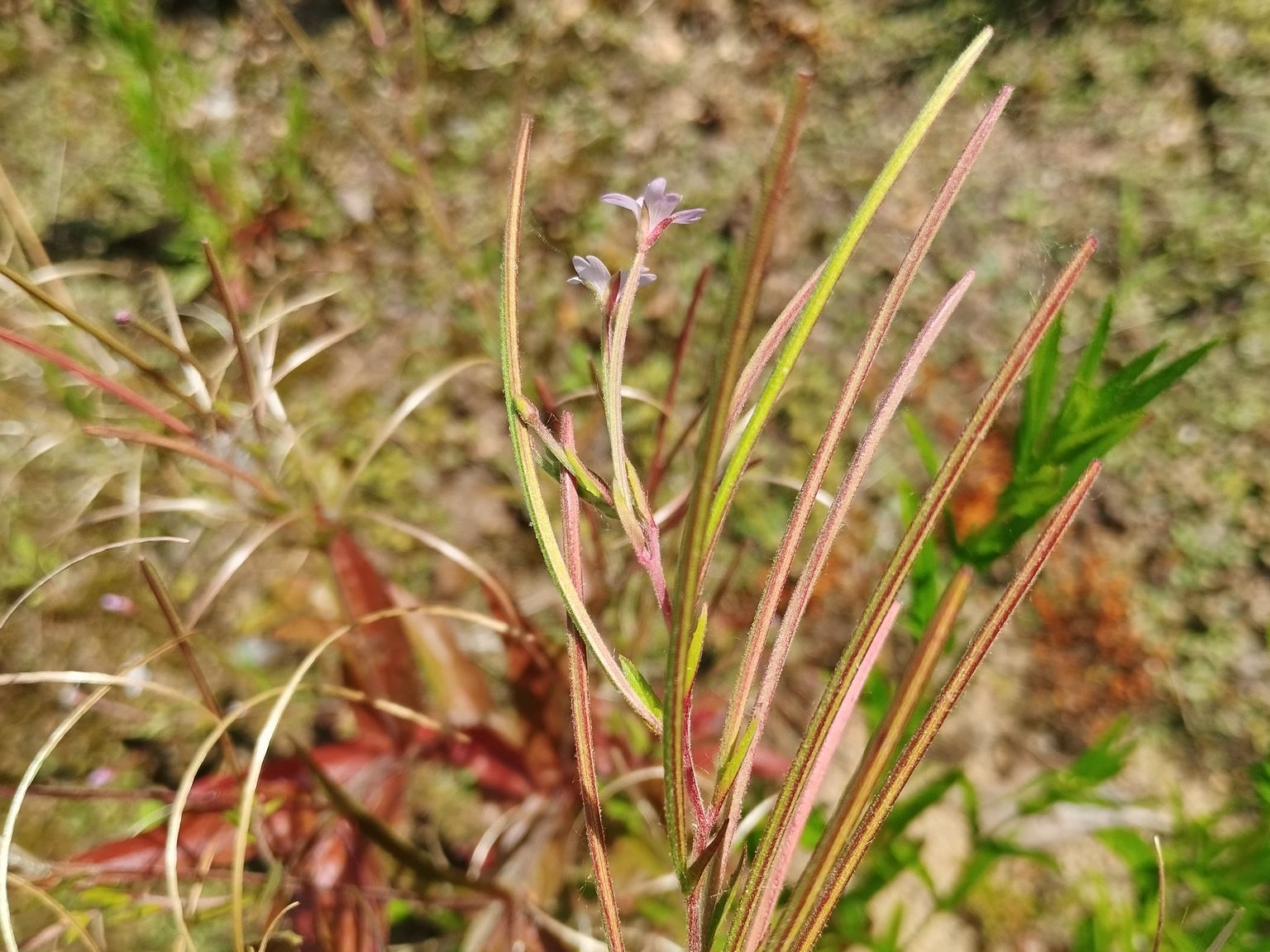 Epilobium ciliatum ciliatum