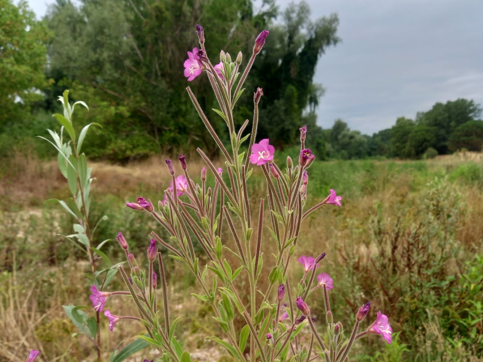 Epilobium hirsutum