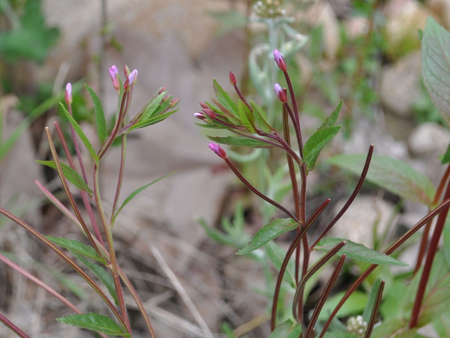 Epilobium montanum