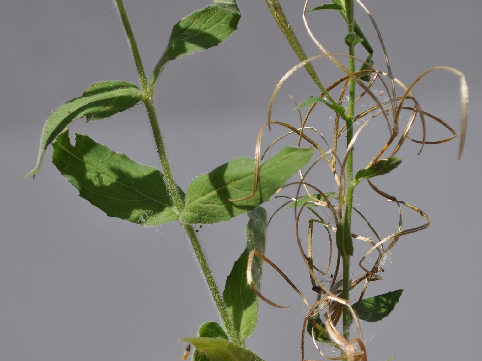 Epilobium parviflorum
