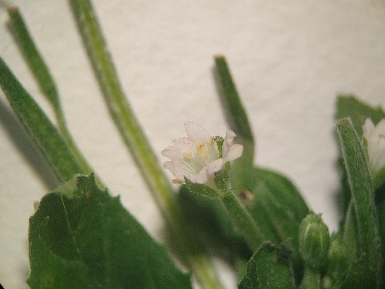 Epilobium roseum roseum