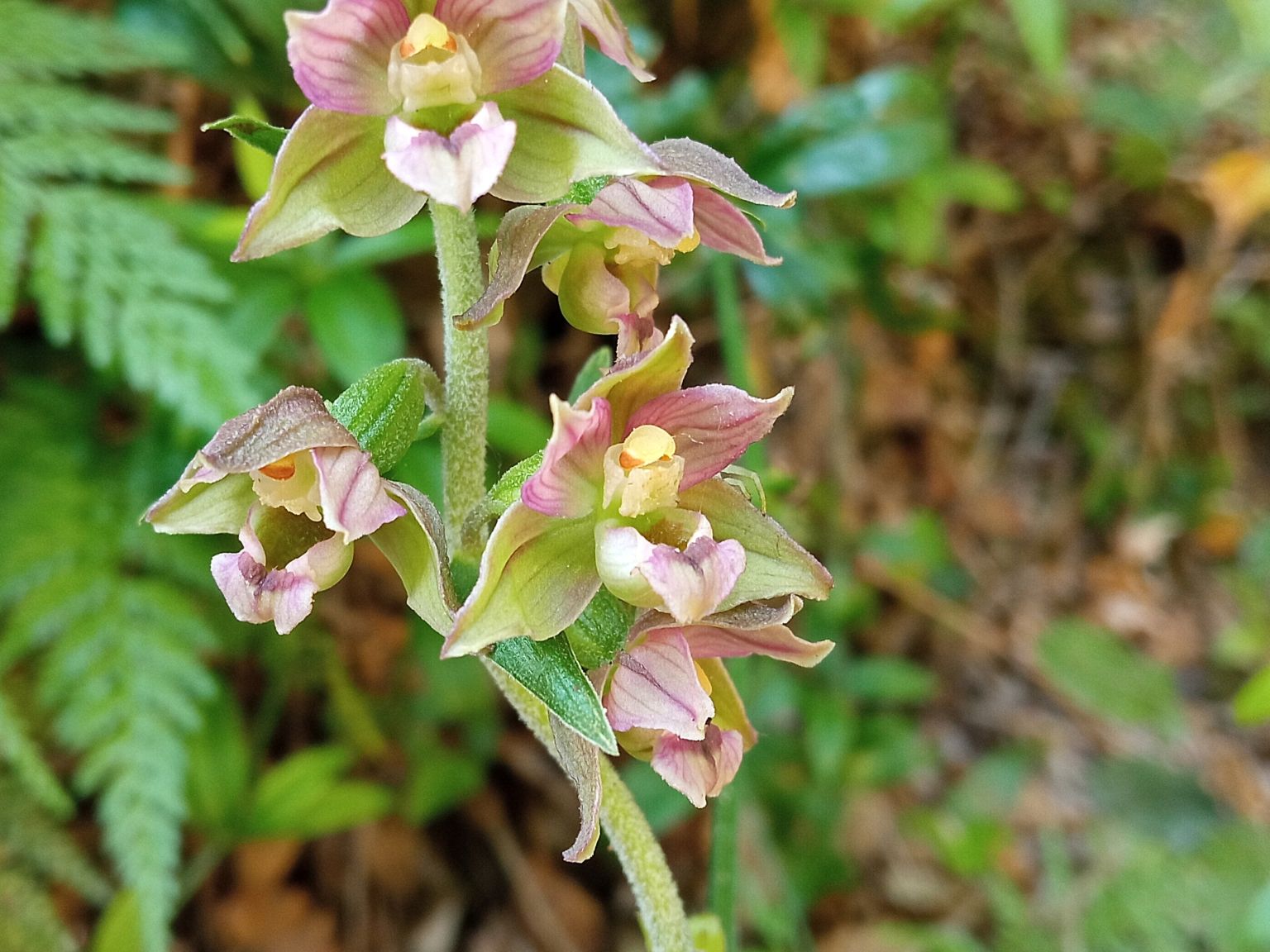 Epipactis helleborine