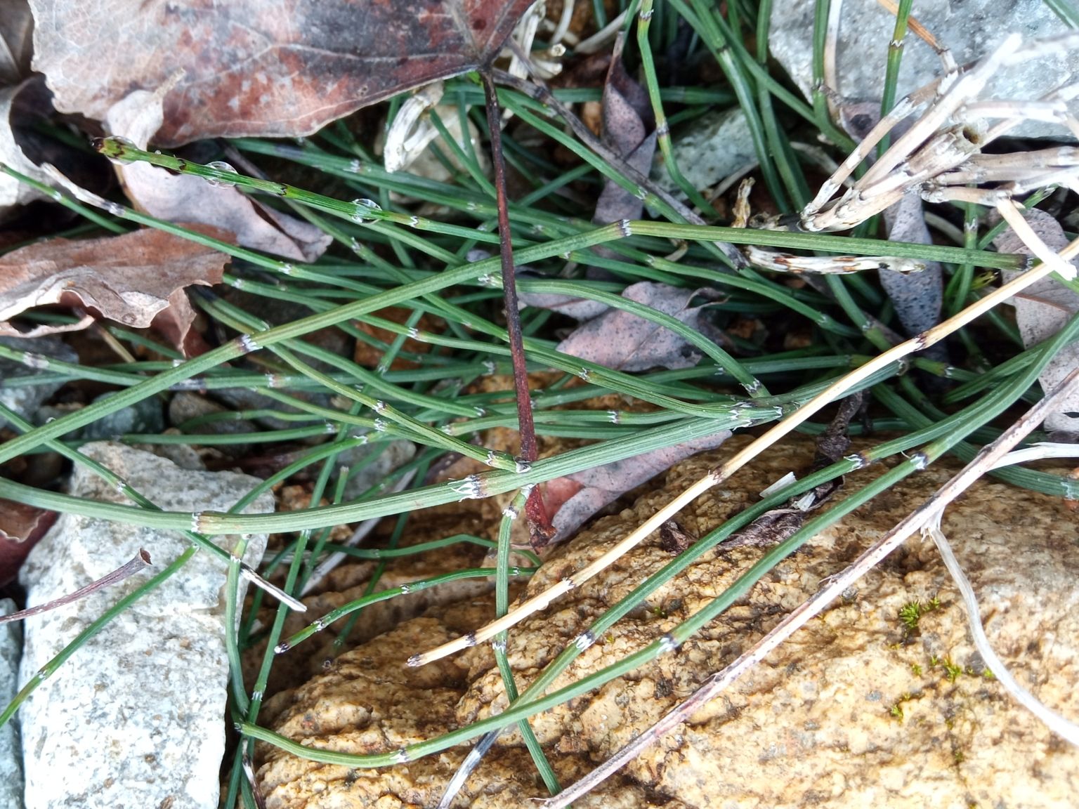 Equisetum ramosissimum ramosissimum