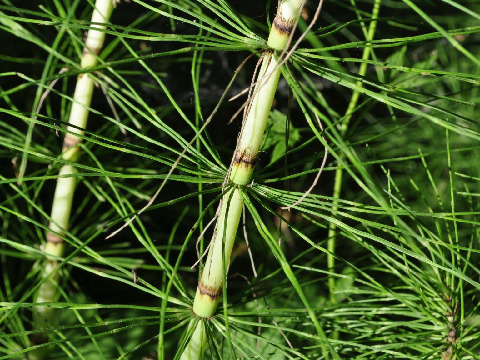 Equisetum telmateia