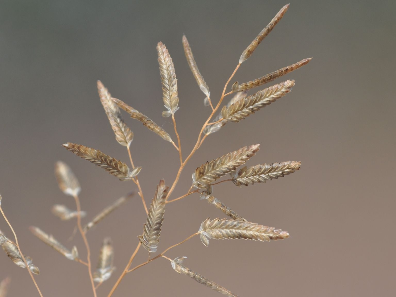 Eragrostis cilianensis