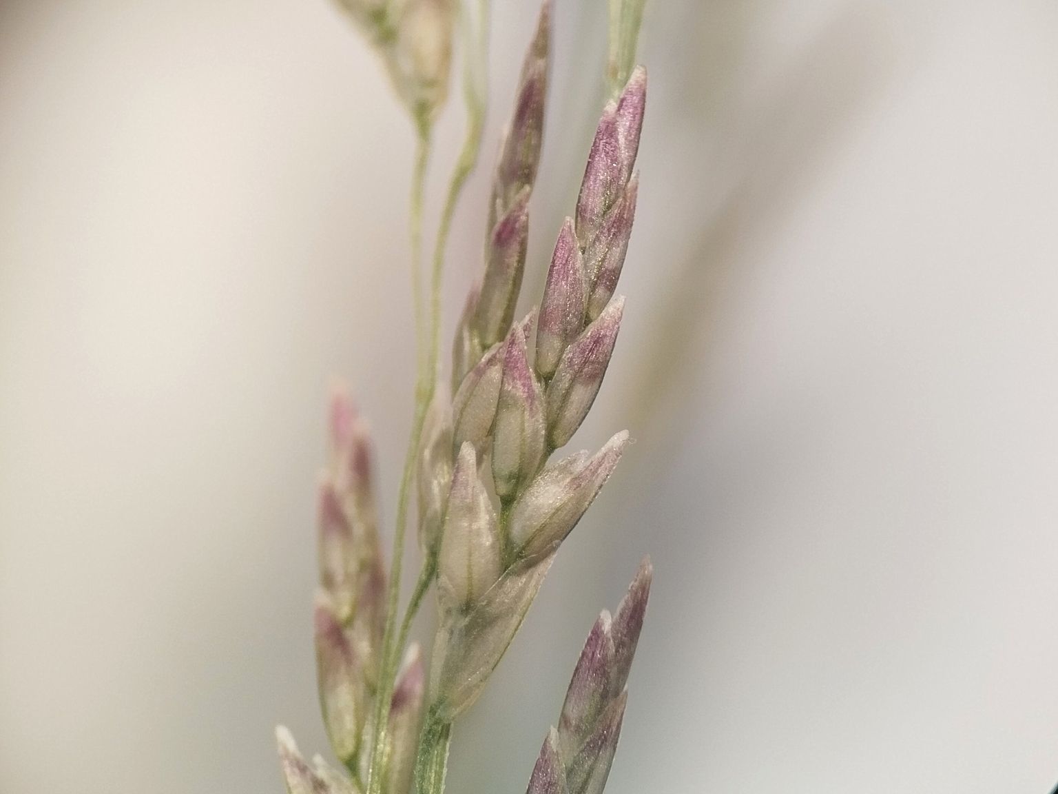 Eragrostis pilosa pilosa